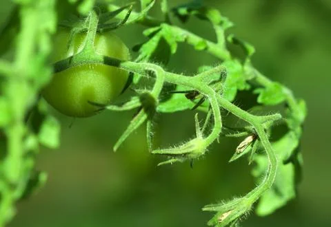 Green tomato Stock Photos
