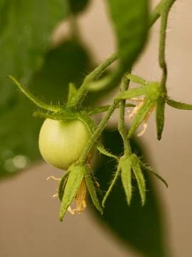 Green tomato Stock Photos