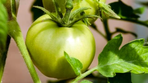 Green Tomato 스톡 사진