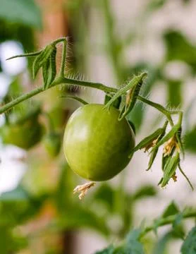 Green Tomato Stock Photos