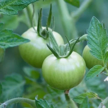 Green tomato Stock Photos
