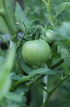 Green tomato Stock Photos