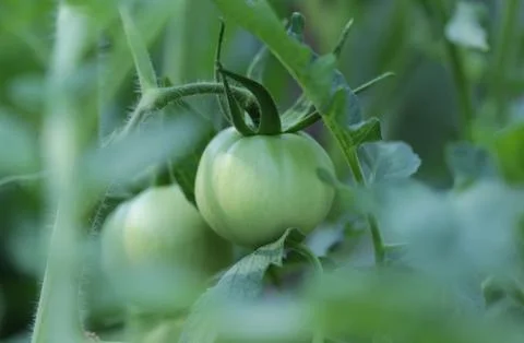 Green tomato 스톡 사진
