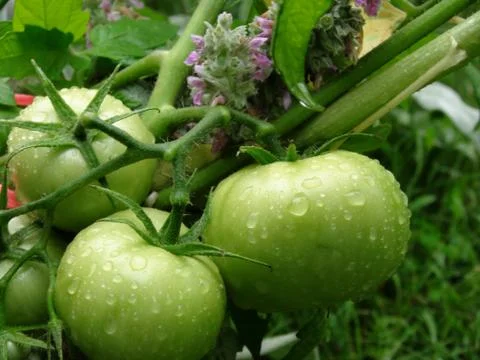 Green tomato Stock Photos