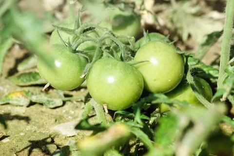 Green Tomato Stock Photos