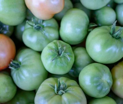 Green tomato. Stock Photos
