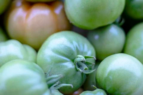 Green tomato. Stock Photos