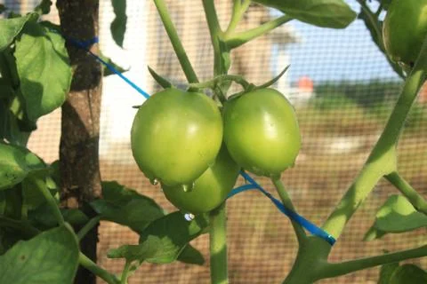 Green Tomato Stock Photos