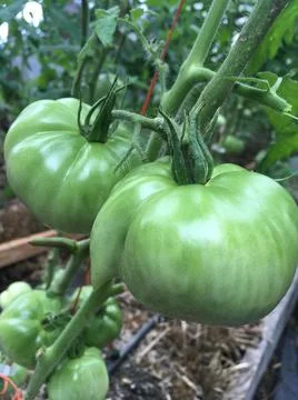 Green Tomato Foto stock