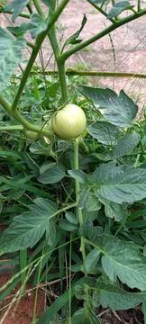A green tomato Foto stock
