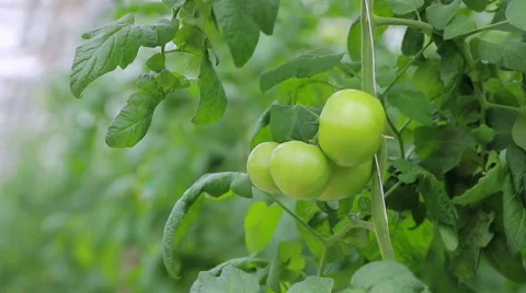 Green tomato plant Stock Footage 62525297