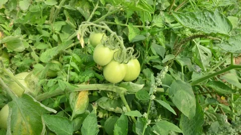 Green tomato in plant. 動画素材 266775812