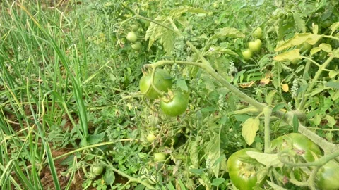 Green tomato in plant. 動画素材 266775830