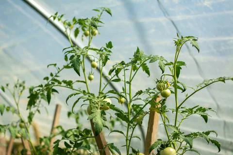 Green tomato plants growing inside a protective polytunnel Stock Photos