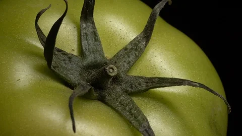Green tomato in rotation on black background. Stock Footage 98763945