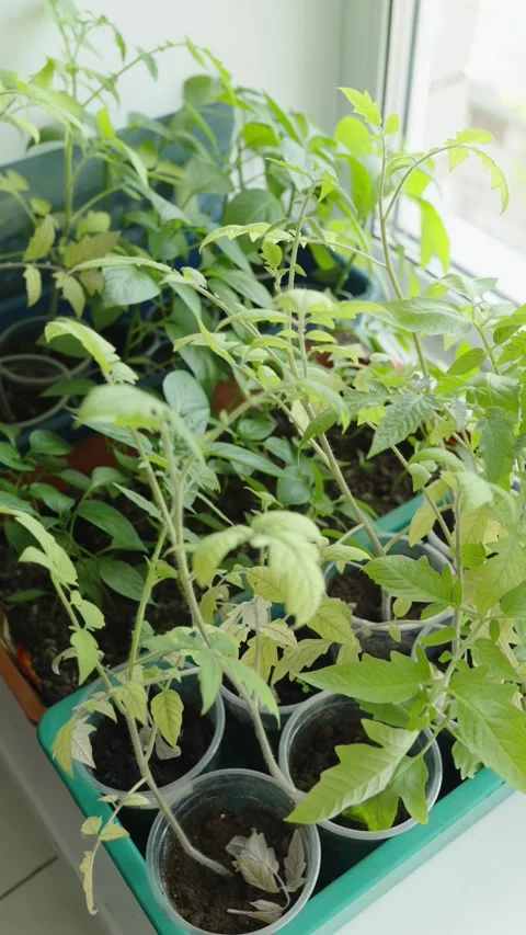 Green tomato seedlings growing in plastic cups on a windowsill Stock Footage 336798838