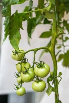 Green tomato with stem Stock Photos