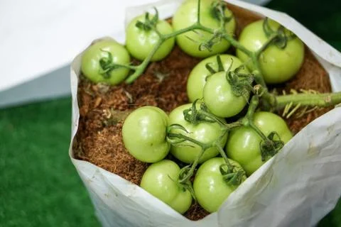Green tomato with stem Stock Photos
