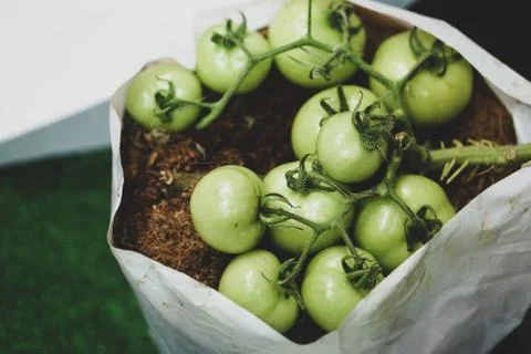 Green tomato with stem Stock Photos