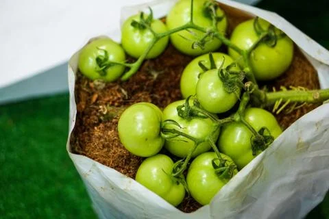 Green tomato with stem Stock Photos