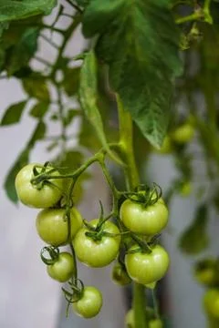 Green tomato with stem Stock Photos