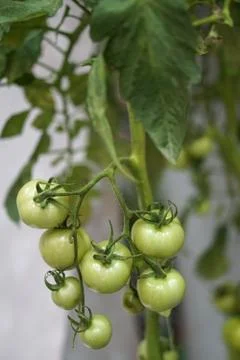 Green tomato with stem Stock Photos
