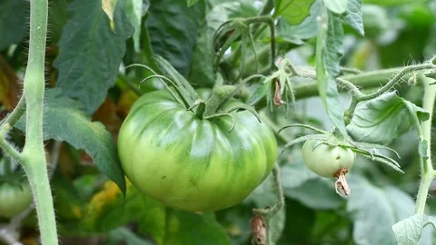 Green tomato swaying from weak wind Video stock 140714462