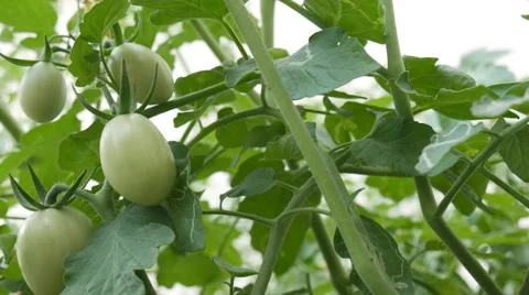 Green tomato on tree branch 库存影片 66856120