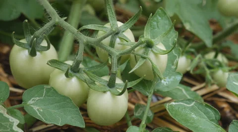 Green tomato on tree branch Stockbeeldmateriaal 68218257