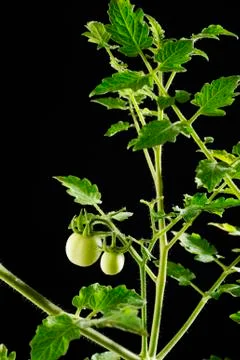 Green tomato tree Stock Photos