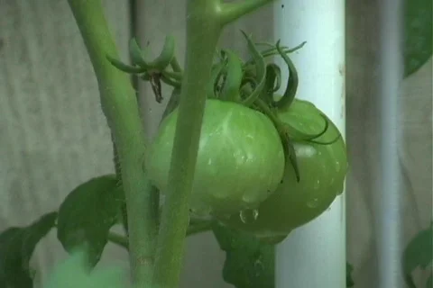 Green Tomato on the Vine Video stock 124769