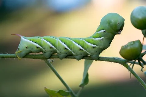 Green tomato worm 스톡 사진