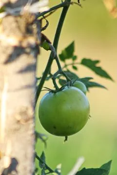 Green tomatoe Stock Photos