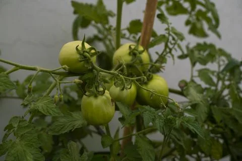 Green tomatoe Stock Photos