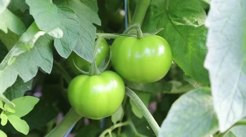 Green tomatoes 2 Stock Footage 64339476