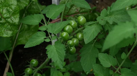 Green tomatoes 4k Stock Footage 41634661