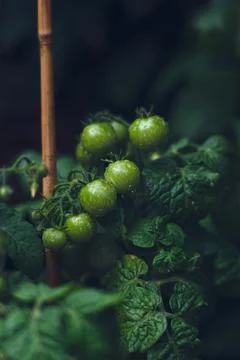 Green tomatoes after rain Stock Photos