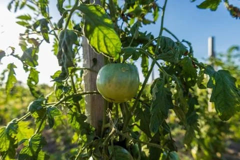 Green tomatoes are developing on the vine amidst lush leaves in a vibrant g.. Stock Photos