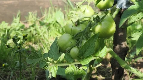 Green tomatoes are not ripe hang, ecological product Video stock 335737405