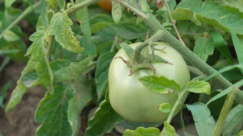 Green tomatoes in the backyard garden in the end of july Stock Footage 127309848