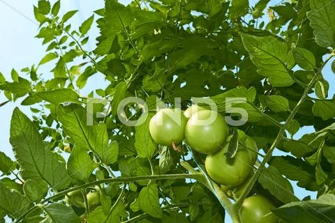 Green tomatoes from below Stock Photos