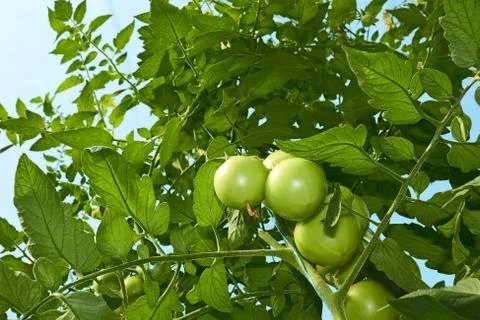 Green tomatoes from below Foto stock