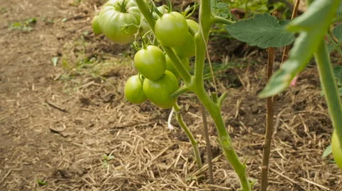 Green tomatoes on branch Stock Footage 65489393