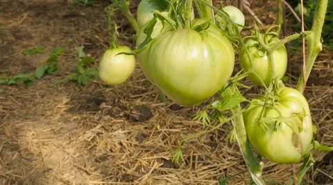Green tomatoes on branch Stock Footage 65490512