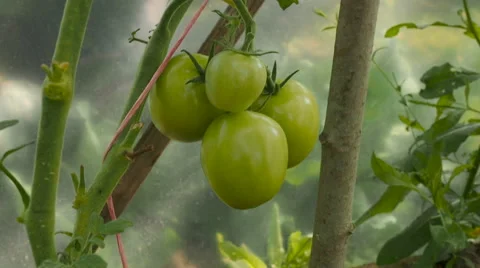 Green tomatoes on branch Stock Footage 65491189