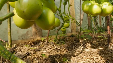Green tomatoes on branch Stock Footage 65491234