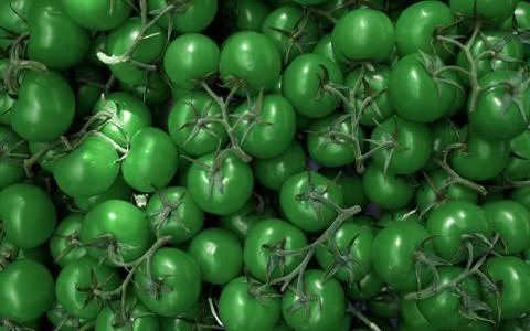 Green tomatoes on branches Stock Photos