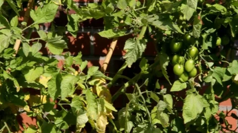 Green tomatoes on the bush Stock Footage 42142664