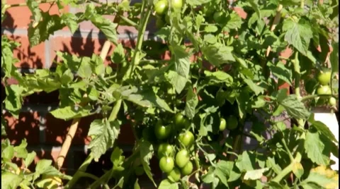 Green tomatoes on the bush Stock Footage 42142697