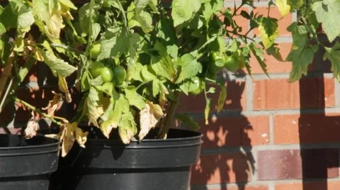 Green tomatoes on the bush Stock Footage 42185998